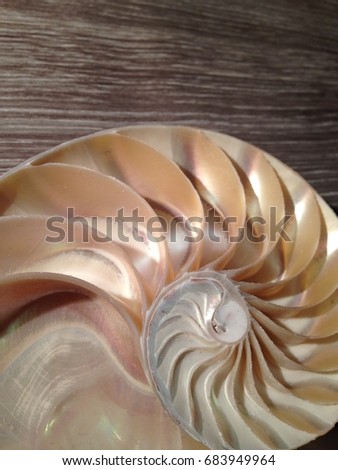 nautilus shell symmetry cross section spiral background  structure Fibonacci growth golden ratio  mollusk (nautilus pompilius) copy space half split pearl
 stock, photo, photograph, image, picture