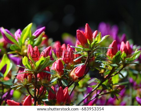 macro photo with the background of the spring flowering shrubs rhododendron with flowersa