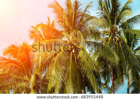 Orange flare on coco palm trees. Tropical landscape with palms. Palm tree crown on blue sky. Sunny tropical island toned photo. Blooming tropical nature. Exotic island banner template with text place