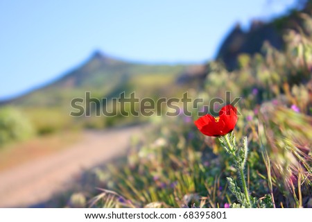 Wild Poppies by the side of the road taken in Crimea in May