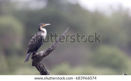 Reed Cormorant looking for fish or drying his wings by flapping
