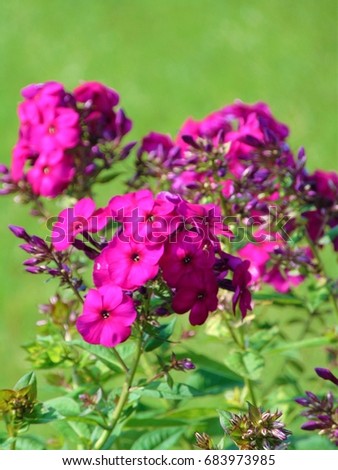 macro photo background with ornamental flowers Phlox petals bright purple velvet shade in the garden landscape design 