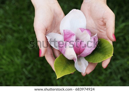 Beautiful big pink magnolia flower in female hands