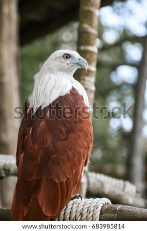  Brahminy Kite is Flying Predators and powerful hawk that use to control other bird in farmer, biological control