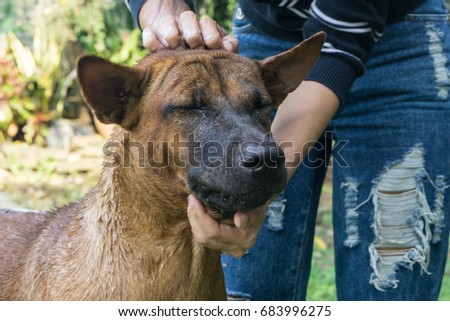Thai ridgeback dog takes a bath on a hot summer day with a woman. thailand