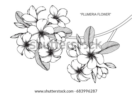 Plumeria flowers drawing and sketch with line-art on white backgrounds.