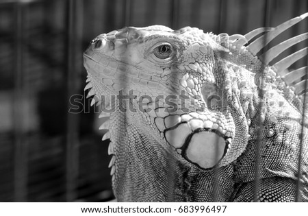 old iguana in cage, black&white picture style