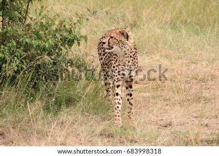 Cheetah is looking around, Kenya
