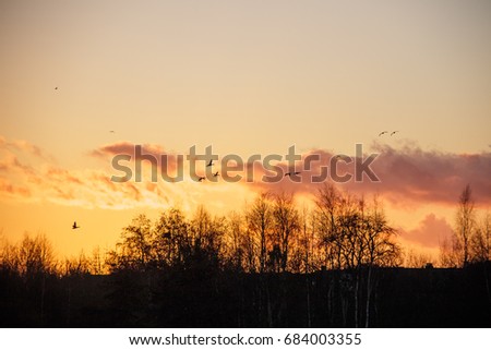 Silhouette of birds wildfowl geese flying off to roost at sunset above trees tree tops skyline