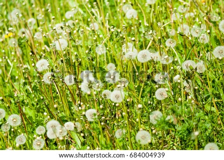 Dandelion on a green sunny lawn