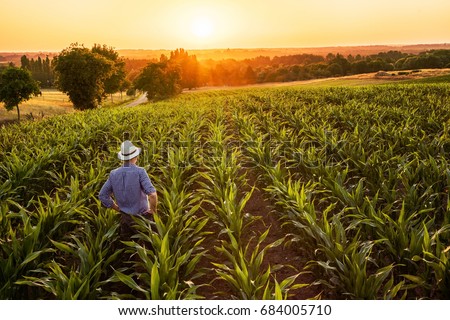 Top view. A farmer standing in his cornfield at sunset watching his crop