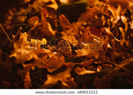 Orange and yellow autumn leaves acorn close up.