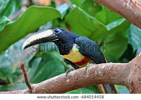 aracari sitting on a tree