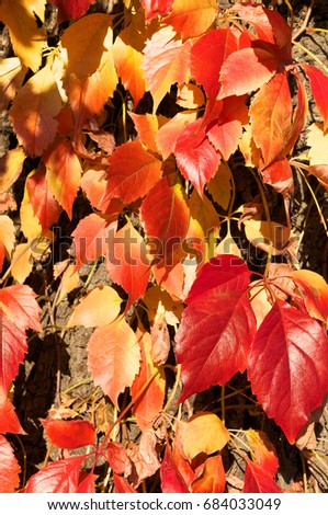 Fall foliage of Parthenocissus quinquefolia; Red and orange leaves of Virginia creeper in sunlight; Autumnal colored leaves of climbing plant