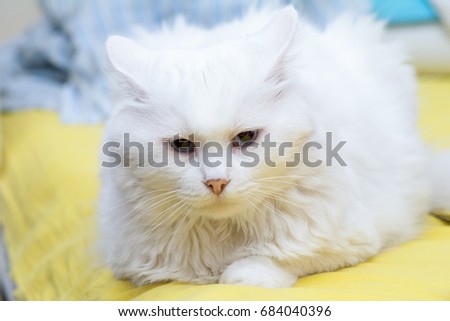 Long-haired white fluffy cat