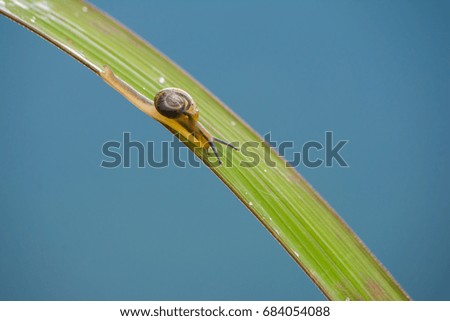 Snail on the green leaf against nature background.