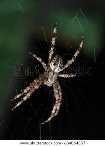 Cross Spider hanging in a net indoors