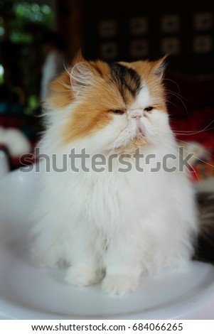 Lovely Cat Persian very smooth hairs.