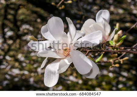 Loebner Magnolia (Magnolia loebneri) in Nikitsky Botanical Garden, Yalta, Crimea