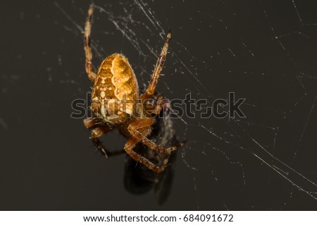 Yellow small spider eats a fly