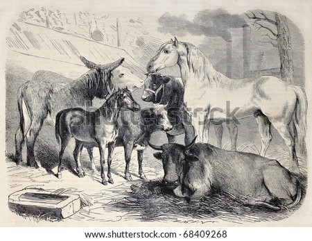 Antique illustration of farm animals. Original, From drawing of Lambert, published on L'Illustration, Journal Universel, Paris, 1860
