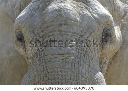 African Elephant closeup