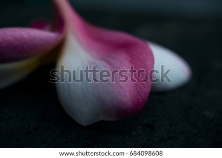 Closeup Abstract of Frangipani or Plumeria Flower Lay on the Table.