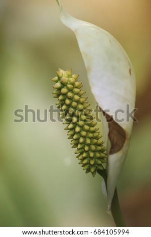Macro of White anthurium tropical flowers                               