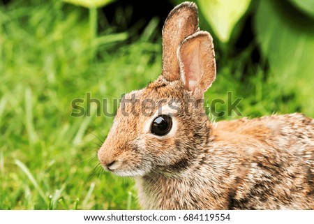 A close up picture of a young brown rabbits face in the grass