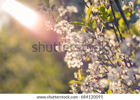 Cherry blossoms over blurred nature background/ Spring flowers/ Spring Background with bokeh. Blossoming apple, flowering apple. Close up. Soft focus, toning.