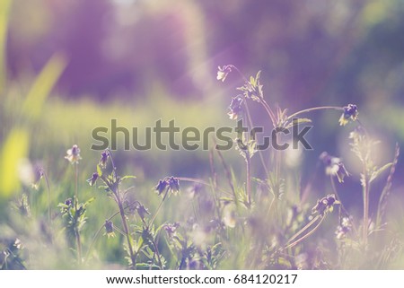 Spring background with beautiful violet flowers. Closeup
