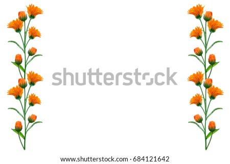 Bright marigold flowers isolated on white background.