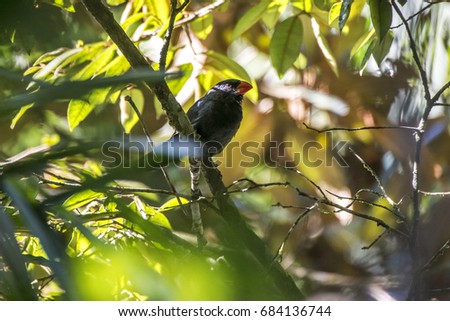 Black-throated Grosbeak photographed in Domingos Martins, Espí­rito Santo - Southeast of Brazil. Atlantic Forest Biome. Picture made in 2013.