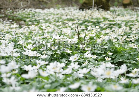 anemone in the forest