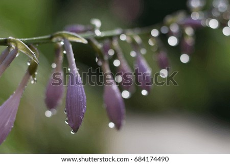Purple Bell Shaped Flowers on Long Stem in Morning Dew After Rain