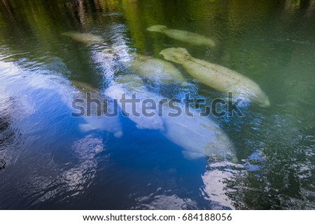 Manatee swimming up the beautiful Silver River in Florida to stay warm in the winter
