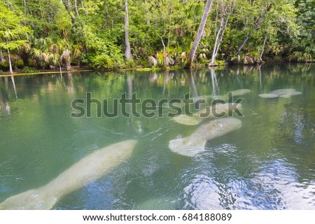 Manatee swimming up the beautiful Silver River in Florida to stay warm in the winter
