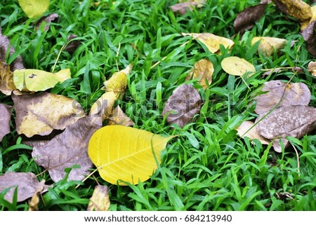 Falling leaves  on yard in Hanoi park