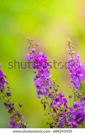 The background image of the colorful flowers background nature