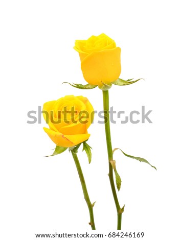 beautiful yellow rose flowers isolated on white background 