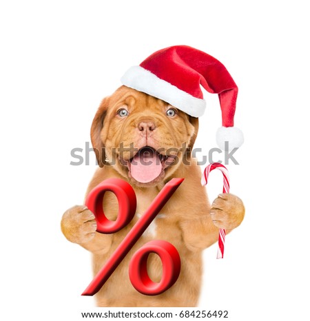Funny puppy  in red christmas hat holds a percent sign and candy cane. isolated on white background