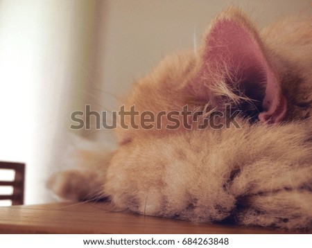 A cute persian cat is sleeping on the wooden dining table