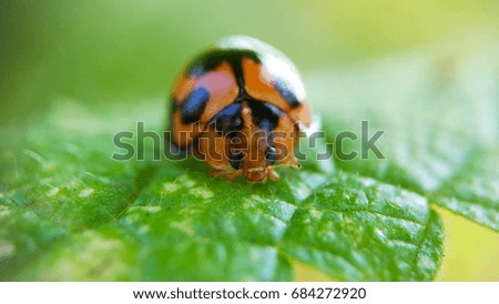 Orange ladybug on green leaves.