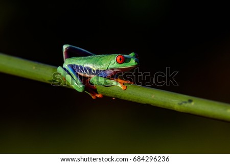 Frog/Red-Eyed Amazon Tree Frog (Agalychnis Callidryas)The most beautiful frog in the world