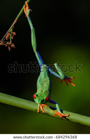 Frog/Red-Eyed Amazon Tree Frog (Agalychnis Callidryas)The most beautiful frog in the world