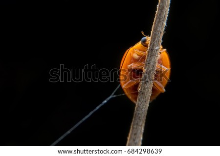 ladybird on green leaf isolated on a back  background