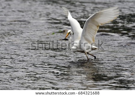Great egret has just caught fish 