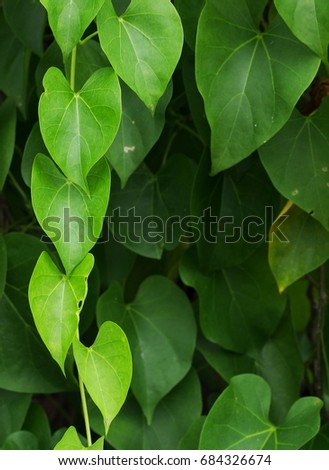 shallow depth of field soft focus green young creeping plant, climber, typical tropical jungle plant with green leaves under shiny sunlight selective focus with blur background 
