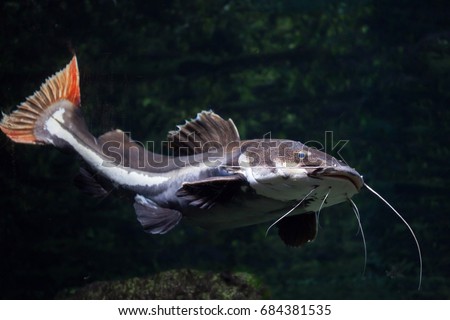 Redtail catfish (Phractocephalus hemioliopterus). Freshwater fish. Royalty-Free Stock Photo #684381535