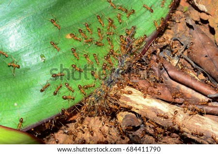 Yellow Crazy Ants(Anoplolepis gracilipes) hunt their prey.